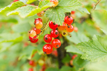 Red currant