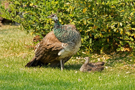 A female peacock sunning with a teenage chick.