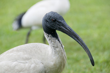 Ibis bird on green meadow in Sydney