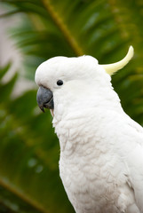 White wild Cockatoo bird in jungle