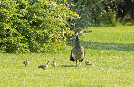 A female peacock (peahen), guarding her chicks.