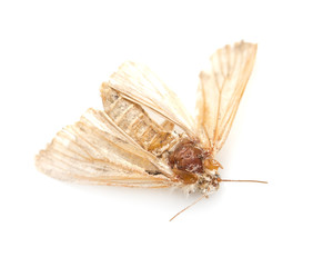moth