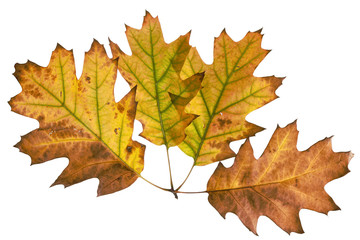 Autumn leaves, white background