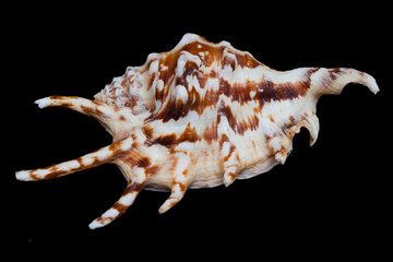 Sea shell with spots and spikes on a black background