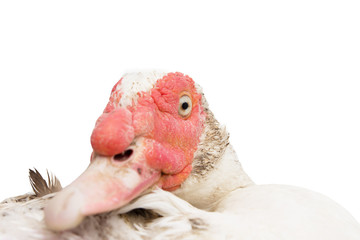 Portrait of a goose on a white background