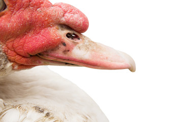 Fototapeta premium Portrait of a goose on a white background