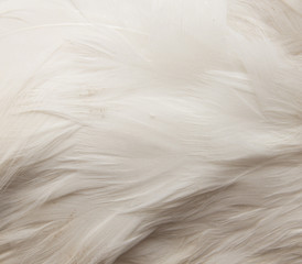 goose feathers as a background