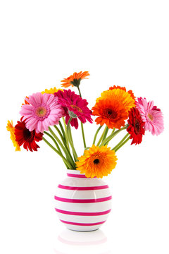 Colorful Gerber in vase