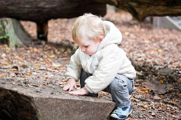 Little toddler boy walking in autumn forest