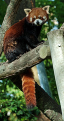 Red Panda