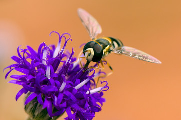 Hoverfly