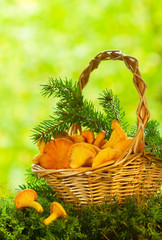 Chanterelle mushrooms in a basket
