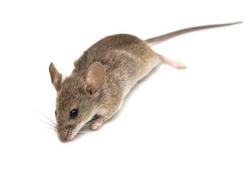 mouse on a white background