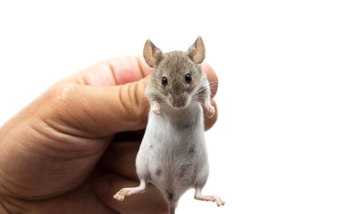 mouse in hand on a white background