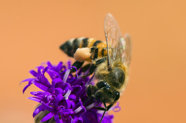 Honey bee pollinating a flower
