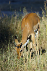 Young male impala in Ruaha NP Tanzania