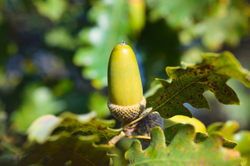 Close up of acorn