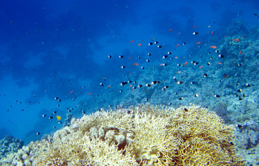 Reef in Red Sea