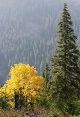 maple tree in autumn