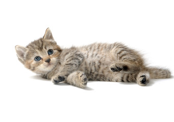 Cute tabby kitten