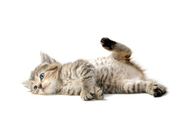 Cute tabby kitten