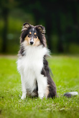 young little puppy collie