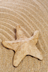 Fototapeta na wymiar paper-mache seastar on the sand