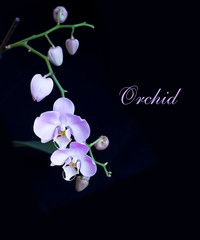 bright lilac orchid