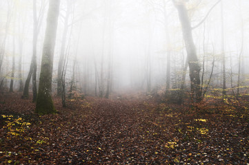 foggy forest