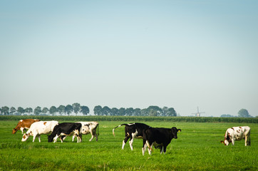 countryside - the Netherlands