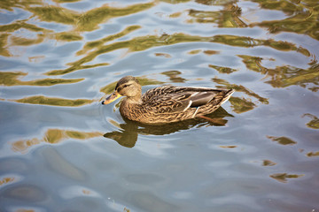Floating duck