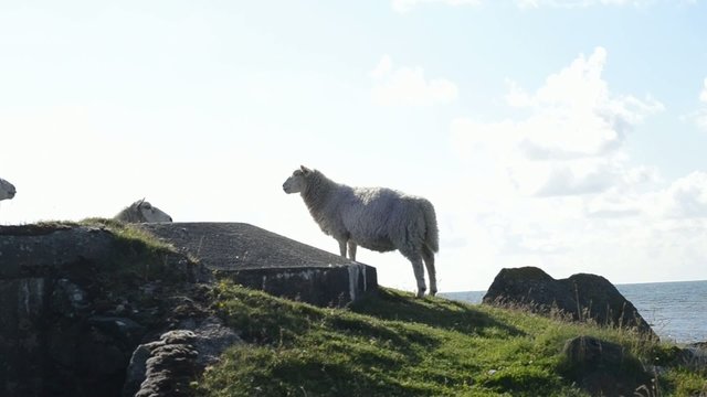 Schafe auf einem Bunker aus dem 2. Weltkrieg, Ort: Skandinavien
