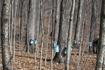 Maple Trees Tapped for Sap © akhug