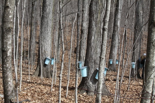 Maple Trees Tapped for Sap