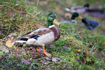 Drake on coast on a background of pigeons