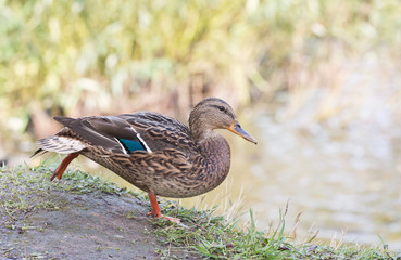 The duck runs in a pond