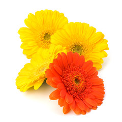 Beautiful daisy gerbera flowers