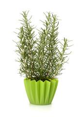 Sweet rosemary plant