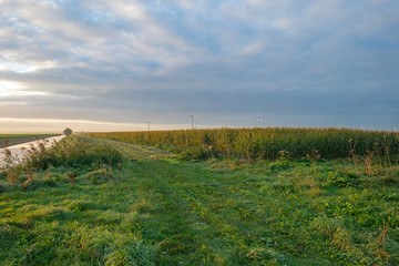 Fototapeta na wymiar Kukurydza w słońcu o świcie w spadku