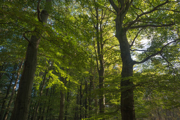 Obraz premium Beech forest in sunlight at fall