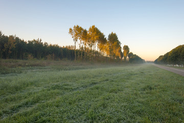 Trees in sunligth in nature at dawn