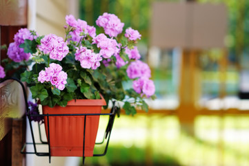 Flowerpot with lilac flowers outdoor