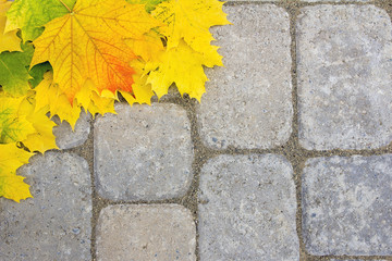 Large Maple Leaves on Paver Patio