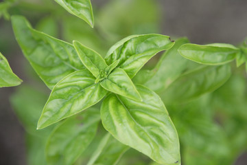 Fototapeta premium basil in garden-bed top view