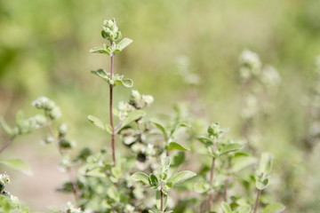 majoram (oregano) on garden-bed