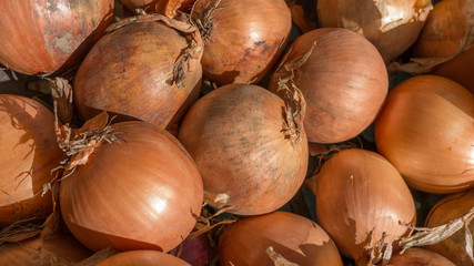 Cipolle (Allium Cepa)