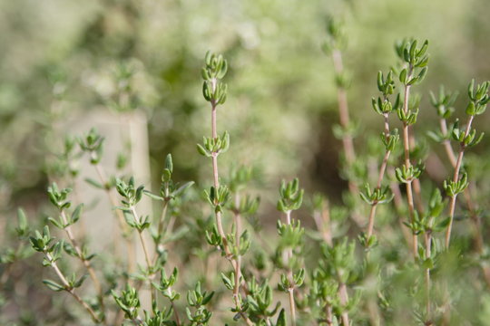 thyme in gardenibed
