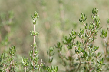 thyme on garden-bed