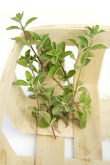 majoram (oregano) in wooden box on white background