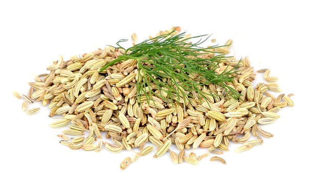 Seeds and a fennel branch
